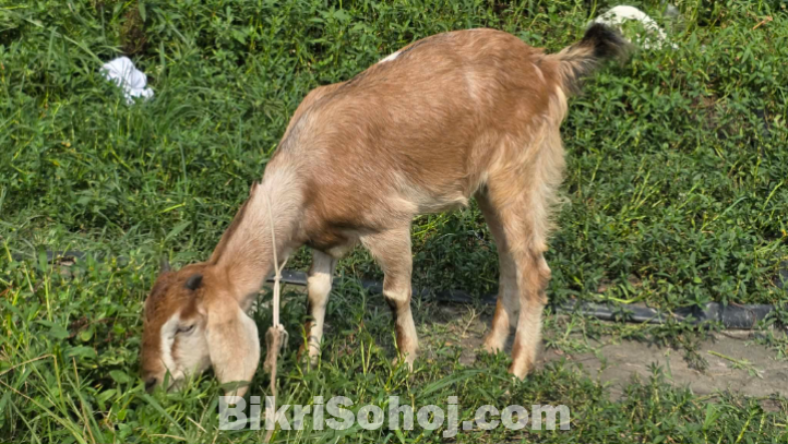 কোরবানির খাসি।